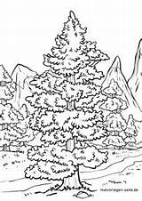 Nadelbaum Conifer Iglaste Drzewa Drzewo sketch template