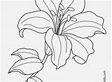 Lily Coloring Flower Pages Easter Drawing Line Tiger Lilies Flowers Printable Exotic Water Getdrawings sketch template