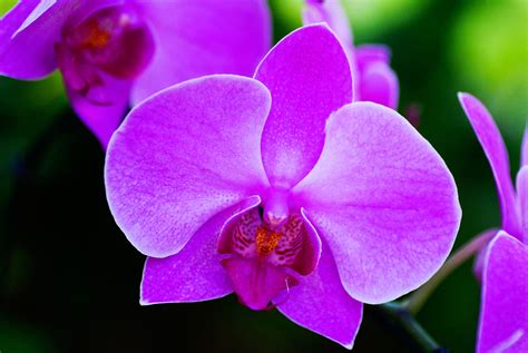 flower meanings orchid symbolism  whats  sign