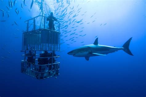 wildlife experiences boosting conservation action  case  cage diving