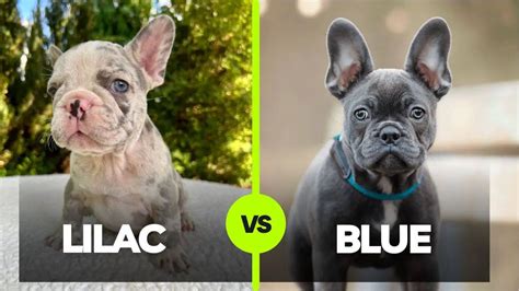 lilac  blue french bulldog differences rarity  cost animalia