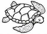 Turtle Coloring Sea Pages Drawing Color Print Printable Turtles Adults Cute Easy Loggerhead Shell Tortoise Kids Clipart Preschoolers Clip Simple sketch template