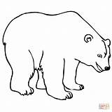 Coloring Polar Bear Pages Bears Kids Print Printable Drawing Book Getdrawings sketch template
