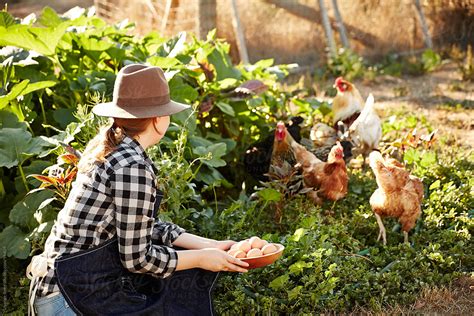 Woman Farmer With Fresh Picked Organic Eggs And Chickens On Farm By
