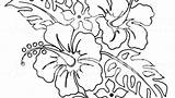 Hibiscus Coloring Pages Flowers Printable Flower Getcolorings Print Color Getdrawings sketch template