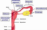 Image result for Valentina Gabriele Anatomie. Size: 163 x 106. Source: byjus.com