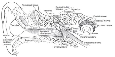 The Structure Of The Peripheral Human Ear The Pinna External Auditory