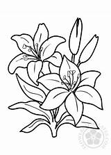 Lilies Coloring Flower Two Pages Flowers Templates Pdf Flowerstemplates sketch template