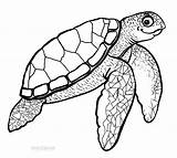 Turtle Sea Coloring Drawing Pages Printable Kids Realistic Cartoon Color Baby Print Loggerhead Clipart Green Cute Turtles Outline Drawings Hawaiian sketch template