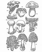 Fungi Harvard Museums Upon sketch template