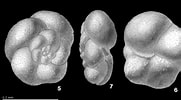 Afbeeldingsresultaten voor "globorotalia Scitula". Grootte: 181 x 100. Bron: www.mikrotax.org