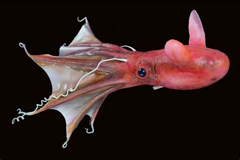 hellish vampire squid is a relic cephalopod mollusk which