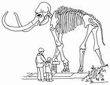 Mamut Esqueleto Fossil Imprimir Dinosaurio Huesos Dinosaurios Imágenes Mammoth sketch template