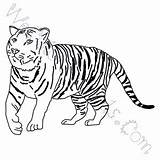 Coloring Siberian Tiger Pages Click sketch template