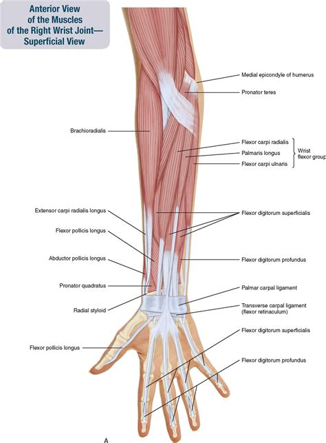 muscles   forearm  hand musculoskeletal key