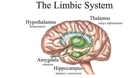 Limbic System Teen Brain Talk