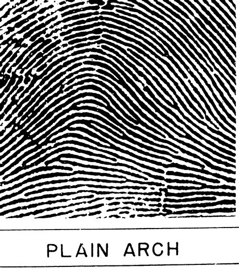 fingerprints unique    jennifer lipton