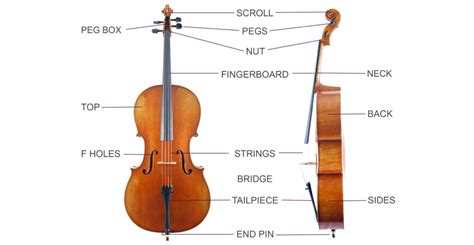 frequently asked questions relating   cello top  musical instrument hire
