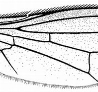 Afbeeldingsresultaten voor "travisiopsis Concepts". Grootte: 197 x 140. Bron: drawwing.org