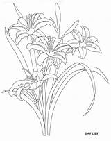 Daylily Drawing Coloring Flowers Pages Lily Flower Drawings Choose Board Color Draw Paintingvalley Sketch Dover sketch template
