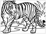 Coloring Tigers Color Kids Pages Print Beautiful Children Animals sketch template