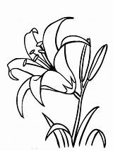 Coloring Flower Pages Lily Flowers Lilies Color Recommended Print Kids sketch template