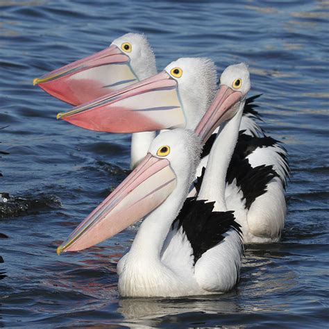 australian pelican central coast council
