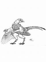 Coloring Pages Pheasant Color Pheasants Birds Printable Print Recommended sketch template