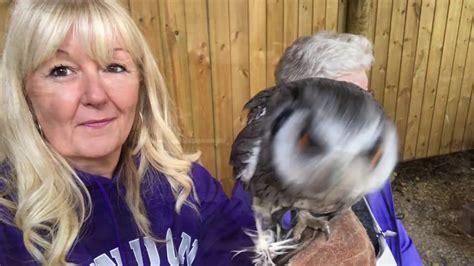 baby owl experience  center parcs youtube