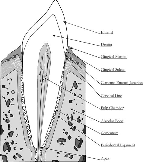 diagram  dogs teeth dog tooth anatomy safarivet