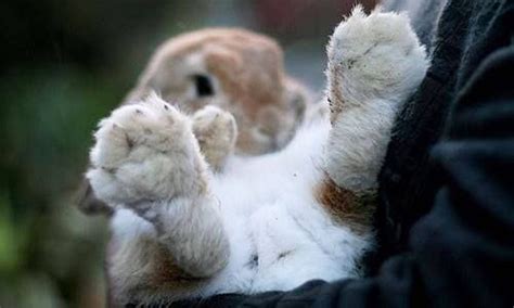 protect  bunnys feet    terra