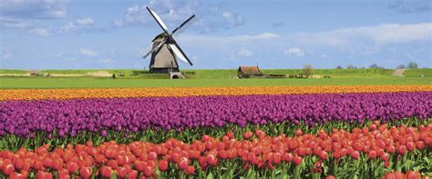 windmills tulips belgian delights  london scenic canada