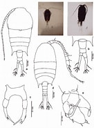 Afbeeldingsresultaten voor "tempora Discaudata". Grootte: 136 x 185. Bron: copepodes.obs-banyuls.fr