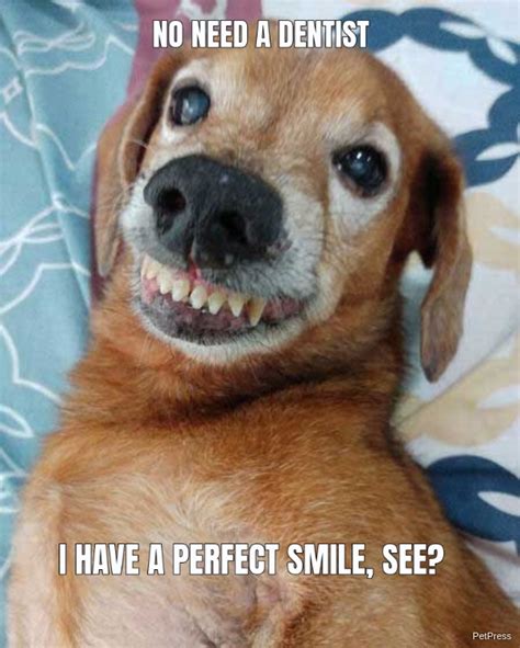 funny smiling dog memes petpress