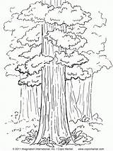 Coloring Tree Sequoia Pages California State Redwood Drawing Trees Kids Printable Color Print Giant Copic Forest Constitution Getdrawings Designlooter Sequioa sketch template