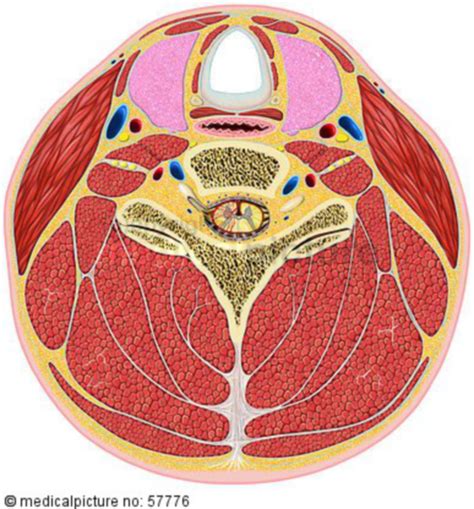 anatomische illustrationen querschnitt durch den hals doccheck