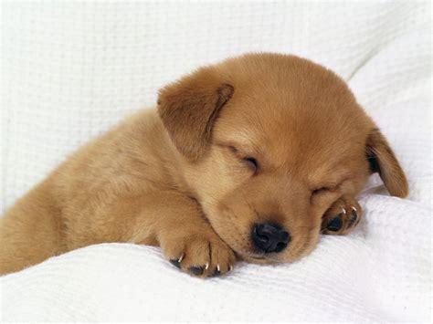 cute baby dog sleeping  animal fair wendy diamond pet
