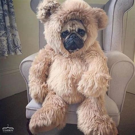 pug bear pictures   images  facebook tumblr pinterest  twitter