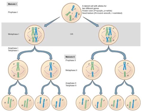 Figure 9 36 The Independent Assortment Of Homologous Chromosome Pairs