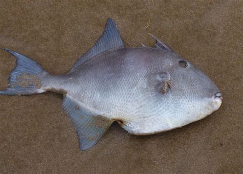 gower wildlife grey triggerfish  whiteford