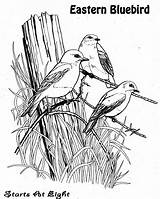 Bluebird Nesting Startsateight Kolorowanki sketch template