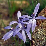 Image result for "macrostylis Spinifera". Size: 184 x 185. Source: www.pinterest.com
