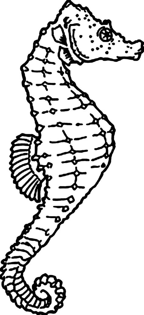 seahorse coloring pages    print