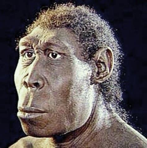 gambar manusia purba jenis meganthropus paleojavanicus