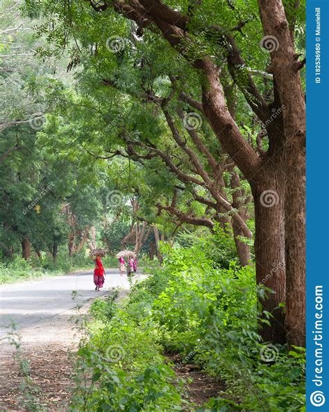 rajasthan country lane editorial image image  trees