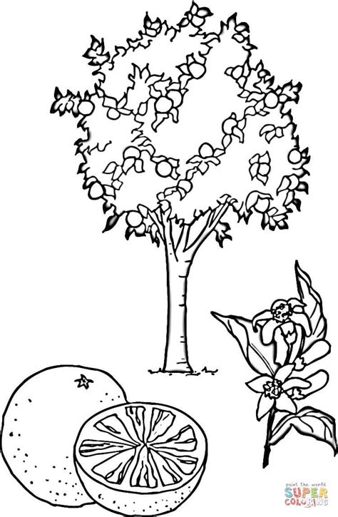 orange tree coloring page  printable coloring pages coloring home