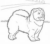 Chow Coloring Dogs Pages Click Drawings Categories sketch template