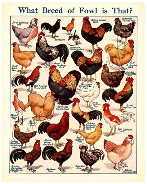 breeds  fowl vintage print     instant