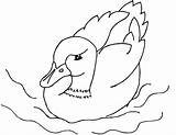 Duck Coloring Pages Drawing Swimming Mallard Kids Rubber Duckling Printable Print Pool Pools Cute Ages Getdrawings Color Afro Silhouette Designlooter sketch template