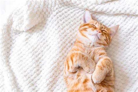 cat sleeping habits  facts   feline friends cole marmalade